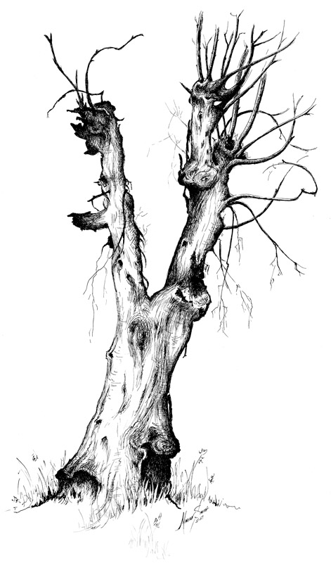 Old Tree