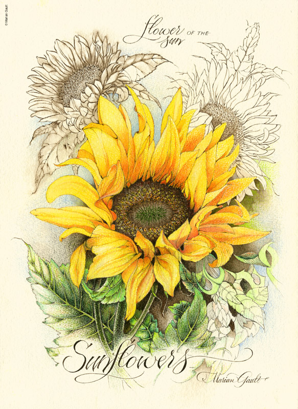 CP-Sunflowers